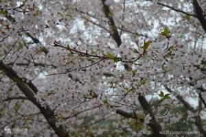 武汉看樱花一日游 万株磨山樱花园 专车免费接送