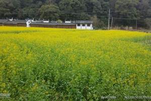 武汉到婺源旅游 夕阳红老年专列婺源、鹰潭 温州 绍兴十一日游